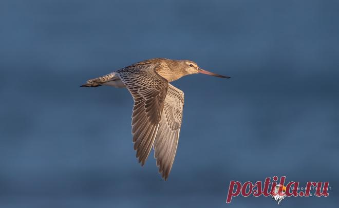 Bar Tailed Godwit Bar Tailed Godwit - Limosa Lapponica