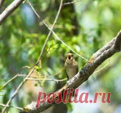 15 мая в народном календаре Борис и Глеб Сеятели