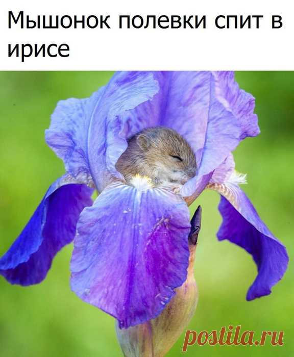 Мышонок полевки спит в ирисе