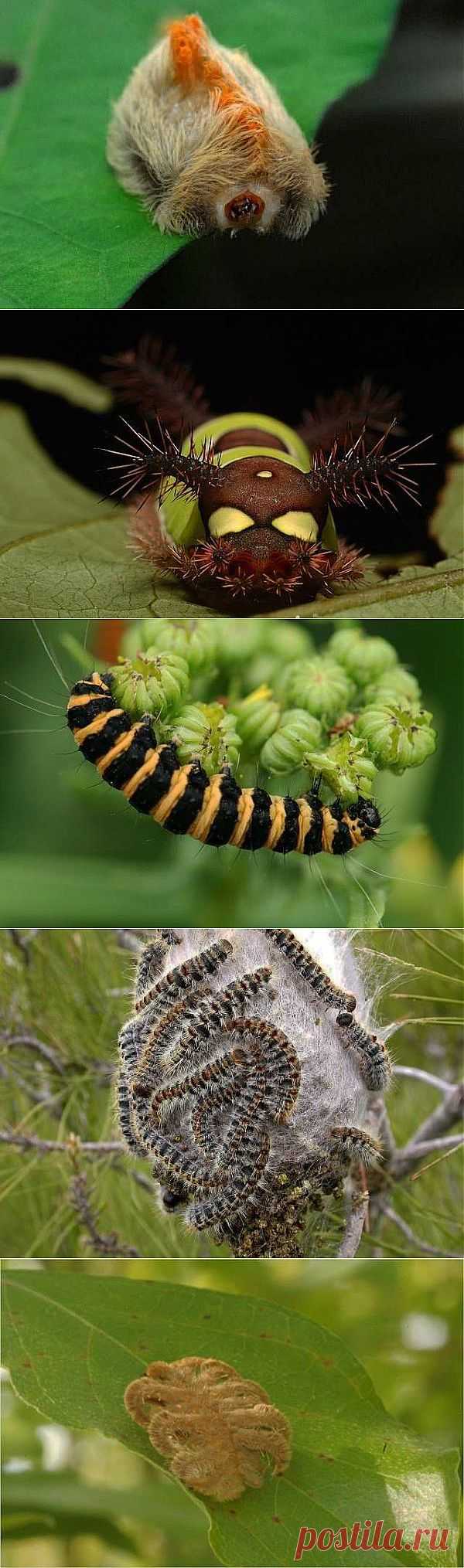 Гусеницы, которые могут убить (26 фото+видео)