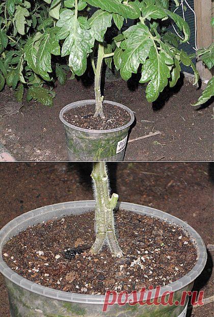 Секреты сращивания стеблей томатов.