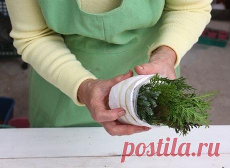 Зимнее черенкование хвойных. Мастер-класс

Черенкование в грунте пока невозможно, но зимой вы можете укоренить черенки хвойных в домашних условиях, а весной посадить их в сад. Хорошо укореняются можжевельник, кипарисовик и особенно туя. Ель (некоторые сорта) тоже зачастую удается размножить зимним черенкованием, хотя на это уходит больше времени.

На черенки идут боковые веточки, оторванные с кусочком прошлогодней древесины (пятка). Слишком длинные лоскустки коры на пятке ...