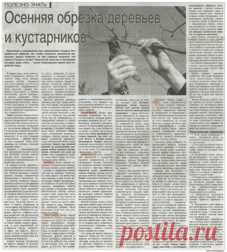 Осенняя обрезка деревьев и кустарников
