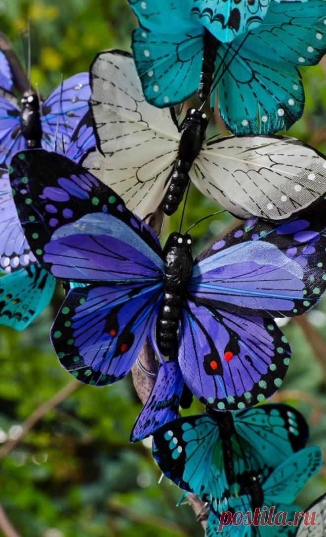 Beautiful Butterflies