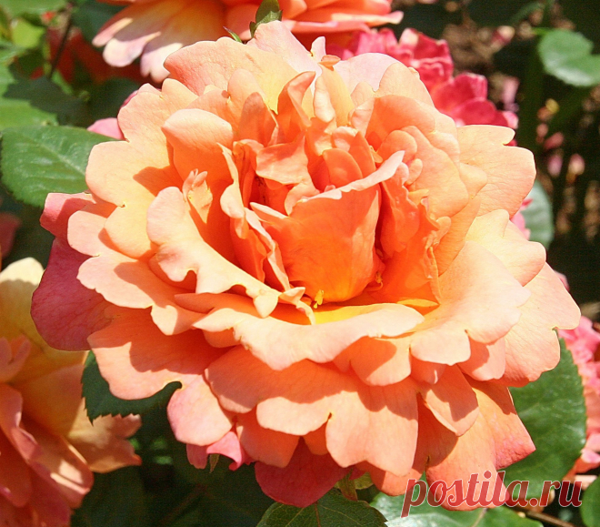 s-17951.JPG (1953×1714)