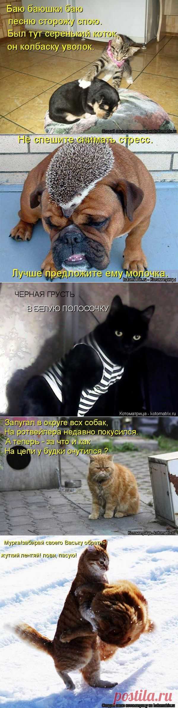Пятничная котоматрица - 24.10.2014