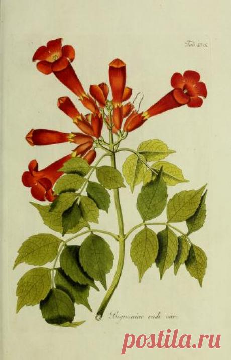 Общее древовидение в Австрии: или изображения отечественных и зарубежных деревьев и кустарников, посадка которых возможна и полезна в Австрии: Шмидт, Франц, 1751-1835 гг.: Бесплатная загрузка, заимствование и потоковая передача: Интернет-архив