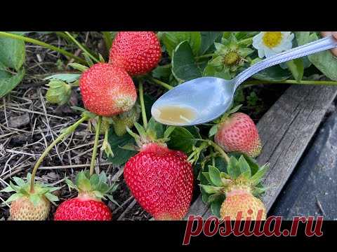 Несколько капель и клубника никогда не будет болеть