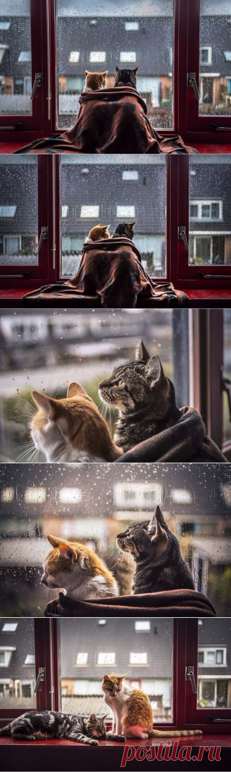 Коты и дождь. Лиричный проект фотографа Felicity Berkleef