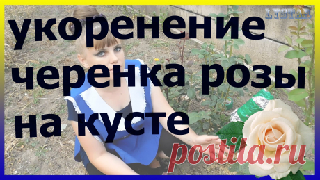 Укореняем черенок розы не срезая с куста. Укоренение черенка розы на кусте. Укореняем черенок розы не срезая с куста. Укоренение черенка розы на кусте. Размножение розы черенками. Подписывайтесь на мой канал! Где будет много видео на...
