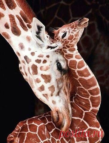 МИР ПОЗДРАВЛЕНИЙ И ОТКРЫТОК...
Лариса Щербакова (Кузнецова)