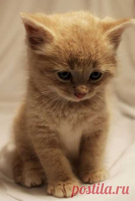 (4) Pinterest