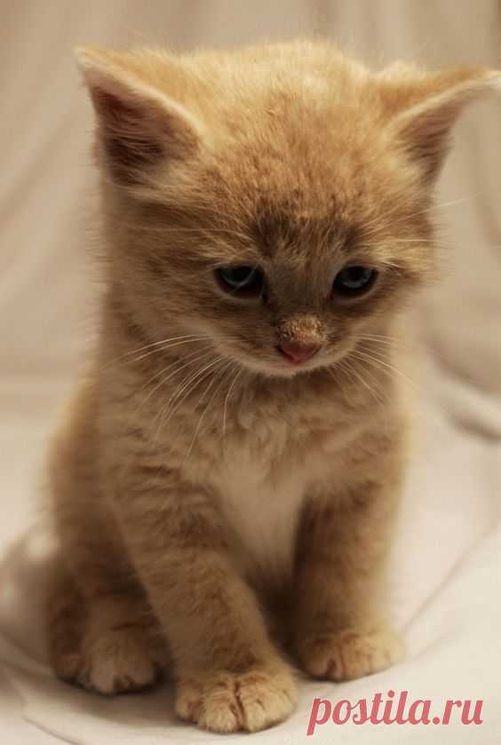 (4) Pinterest