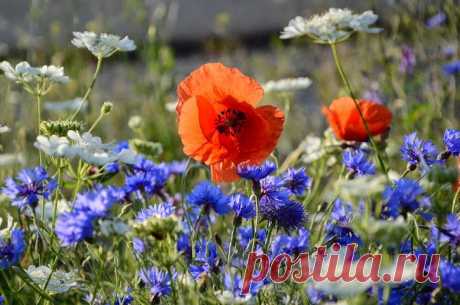 Google+
