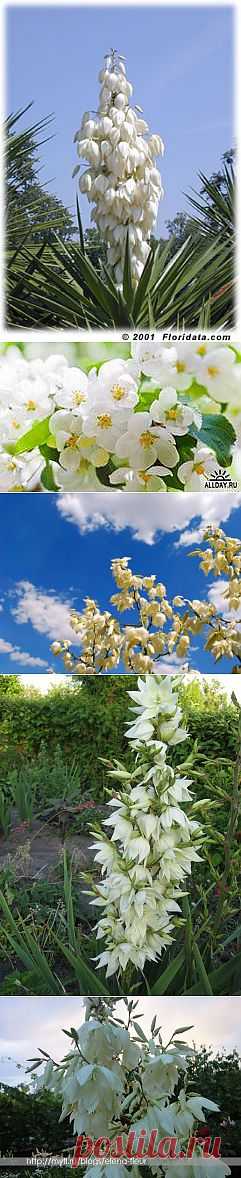 фото цветы юкка: