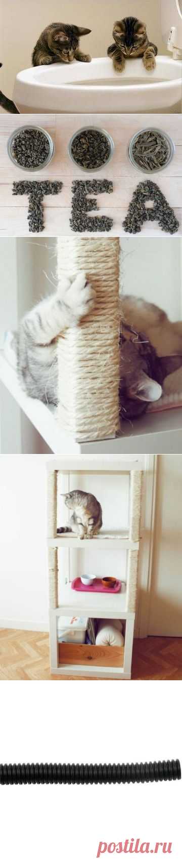 Советы для кошатников)