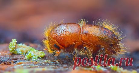 Как избавиться от короеда в деревянном доме? — Ботаничка