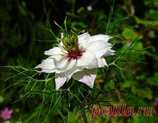 Применение масла черного тмина. | Житие мое