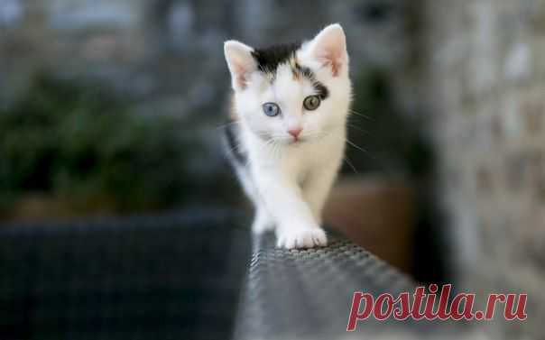 Кот