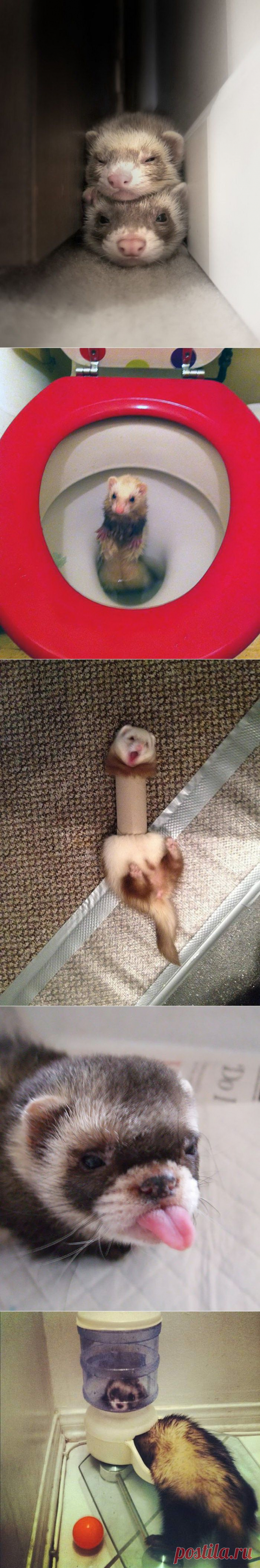 Позитивные хорьки