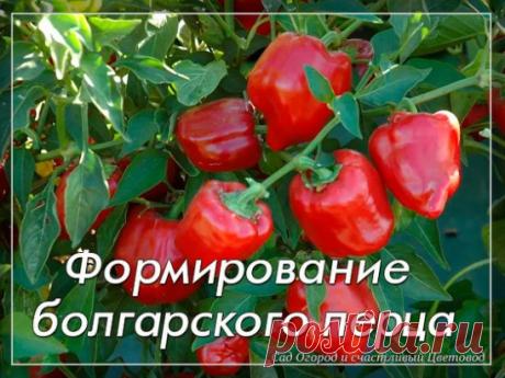 Формирование болгарского перца