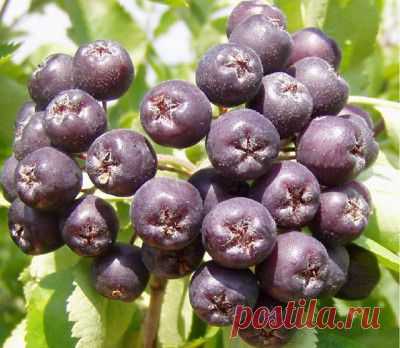 Как омолодить черноплодку