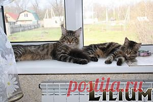 Методы разведения — Питомник Мейн-кунов "Lilium"