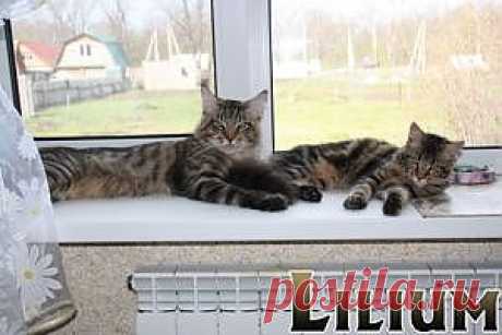 Методы разведения — Питомник Мейн-кунов "Lilium"