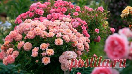 Как ухаживать за розами в июле, чтобы пышно цвели