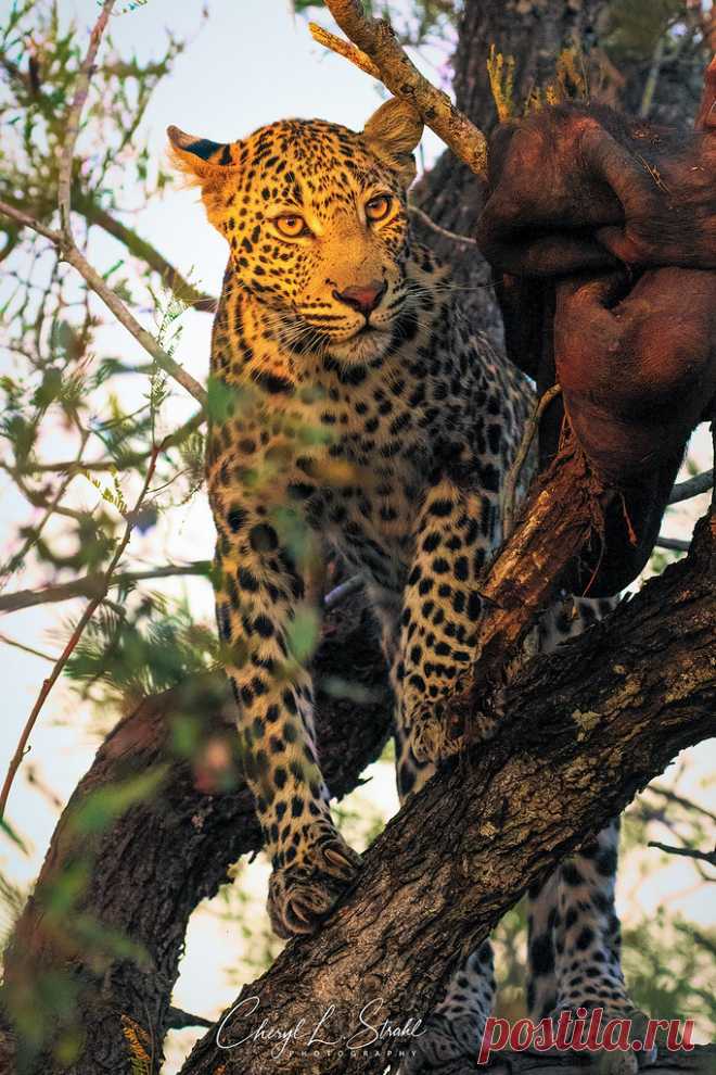 Leopard with Kill As the sun sets, a male leopard, called a 