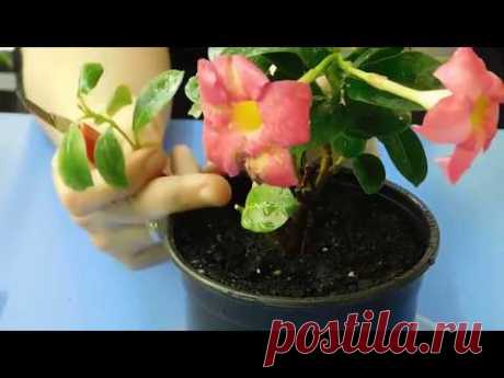 🌹🌹🌹ПОЧЕМУ ГИБНУТ МАГАЗИННЫЕ ЦВЕТЫ ! КАК СПАСТИ И АДАПТИРОВАТЬ КУПЛЕННЫЙ ЦВЕТОК