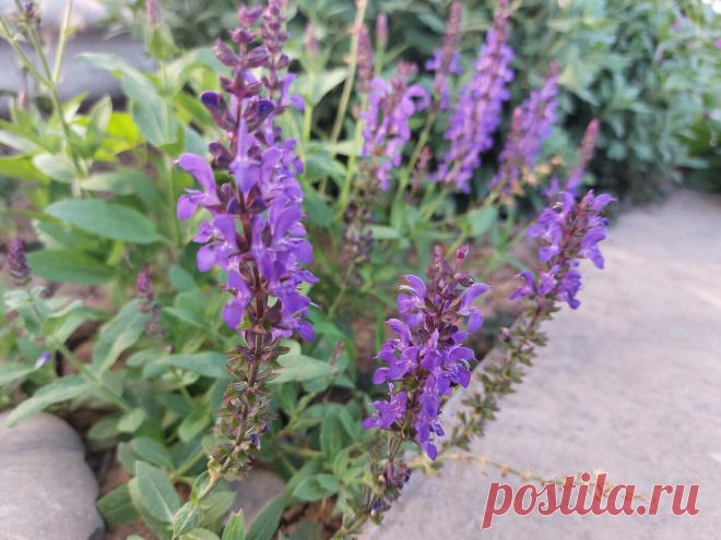 🌺Какие цветы я высажу этой осенью, чтоб они цвели всё следующее лето🌺 | Сад и кухня | Дзен