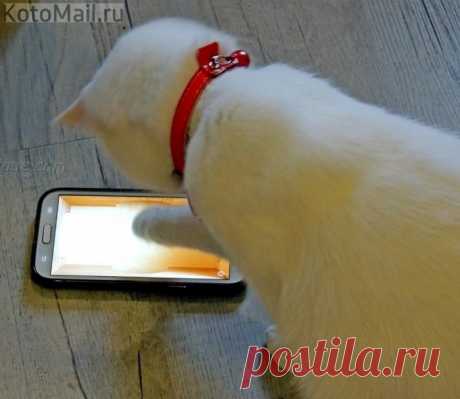 Продвинутый кот!