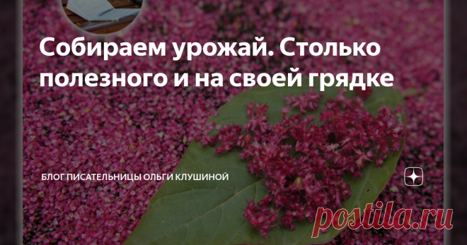 Собираем урожай. Столько полезного и на своей грядке У этого растения невероятное количество полезных свойств, а растёт он, как сорняк - то есть не требует ухода и даже зачастую сам всходит. Ведь его семена настолько мелки и обильны, что при ветерке рассыпаются и засеваются прекрасно сами.
Сегодня я расскажу о моём опыте сбора семян амаранта.

