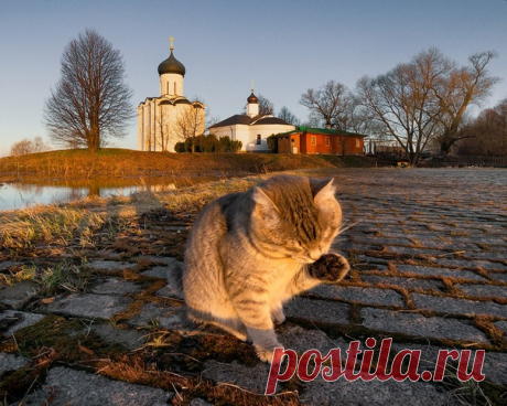 Доброе утро от кота Василия. Боголюбово. Автор фото – Игорь Ткаченко: nat-geo.ru/community/user/188311/