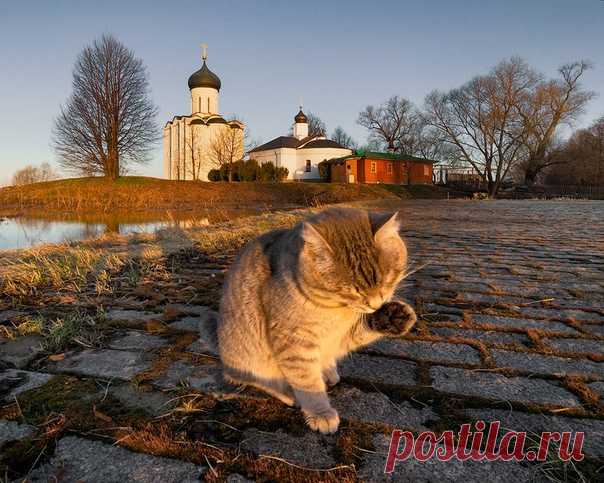 Доброе утро от кота Василия. Боголюбово. Автор фото – Игорь Ткаченко: nat-geo.ru/community/user/188311/
