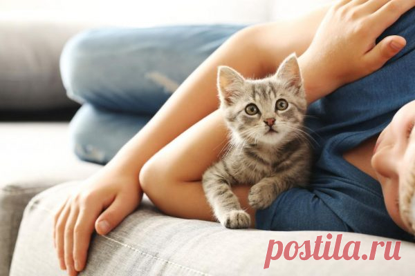 Почему кошка ложится на человека — что означает такое поведение