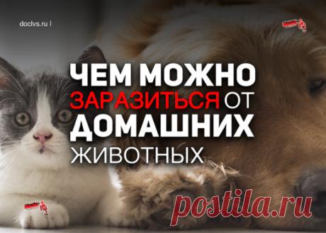 Домашние питомцы - это наши друзья и любимцы, которые приносят нам иного радости и счастья. Но порой они могут быть носителями заболеваний, опасных для человека.