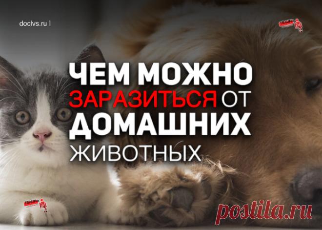 Домашние питомцы - это наши друзья и любимцы, которые приносят нам иного радости и счастья. Но порой они могут быть носителями заболеваний, опасных для человека.