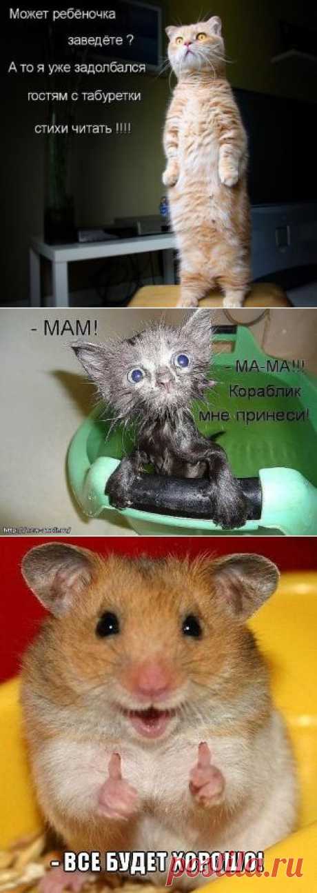 Главная prikoli.okis.ru
