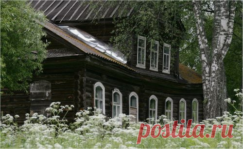 Почему нельзя сажать берёзу возле дома? | 6 соток