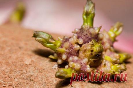 Картофель: делим клубень правильно - Ботаничка.ru