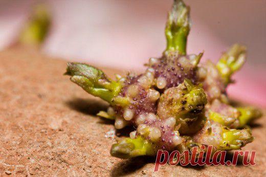 Картофель: делим клубень правильно - Ботаничка.ru