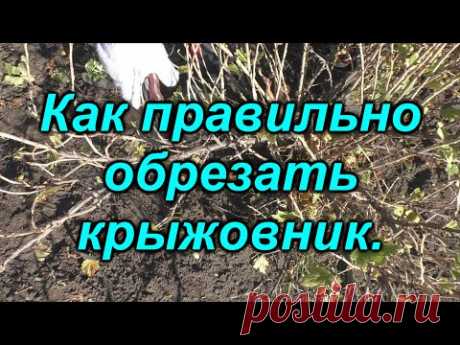Как правильно обрезать взрослый куст крыжовника.