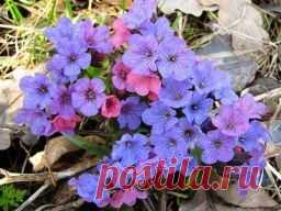 Медуница лекарственная - Садоводка