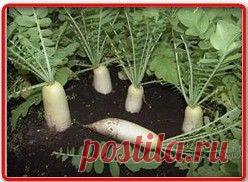 Выращивание дайкона в открытом грунте