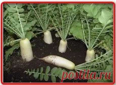 Выращивание дайкона в открытом грунте
