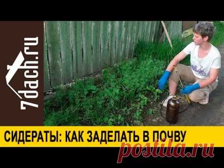 Сидераты: как правильно заделать в почву - 7 дач