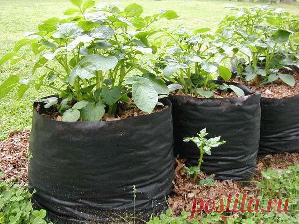 Правила выращивания картофеля в мешках