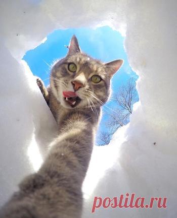 Мэнни — кот, который делает селфи круче, чем вы